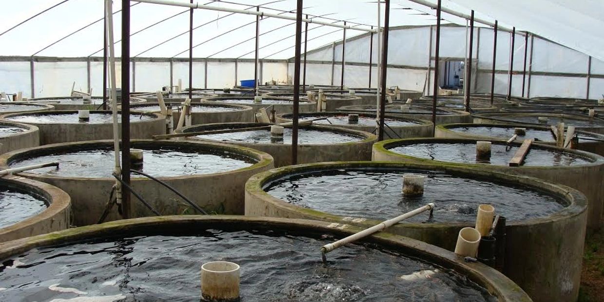 Bassinger koi Farm